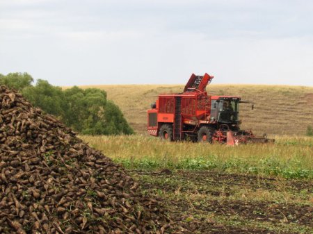 На полях района началась сладкая страда